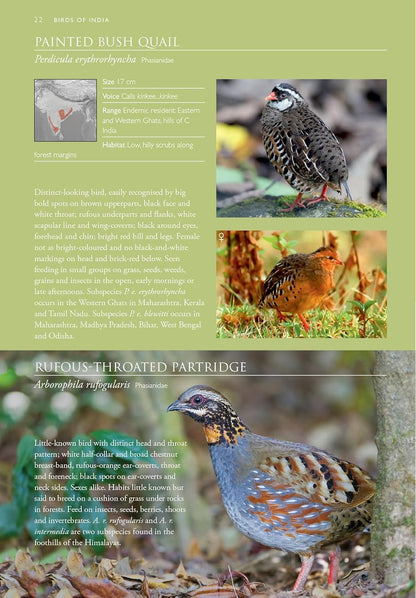 Birds of India : Pakistan, Nepal, Bhutan, Sri Lanka and Bangladesh